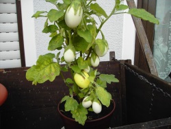 fotografie-5